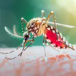 A Secretaria Estadual da Saúde de São Paulo conduz uma força-tarefa para apoiar os municípios mais atingidos na luta contra a dengue | Foto: Vwalakte/Freepik