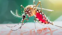 A Secretaria Estadual da Saúde de São Paulo conduz uma força-tarefa para apoiar os municípios mais atingidos na luta contra a dengue | Foto: Vwalakte/Freepik