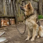 Acorrentar cachorros é considerado maus tratos contra o animal | Foto: Alexey Komarov/Wikimedia Commons