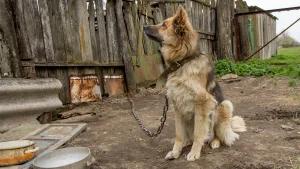 Acorrentar cachorros é considerado maus tratos contra o animal | Foto: Alexey Komarov/Wikimedia Commons