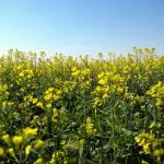 A carinata se diferencia da canola e de outras oleaginosas e pode contribuir para uma diversificação nas lavouras | Foto: Divulgação/Planeta Campo