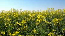 A carinata se diferencia da canola e de outras oleaginosas e pode contribuir para uma diversificação nas lavouras | Foto: Divulgação/Planeta Campo