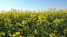 A carinata se diferencia da canola e de outras oleaginosas e pode contribuir para uma diversificação nas lavouras | Foto: Divulgação/Planeta Campo