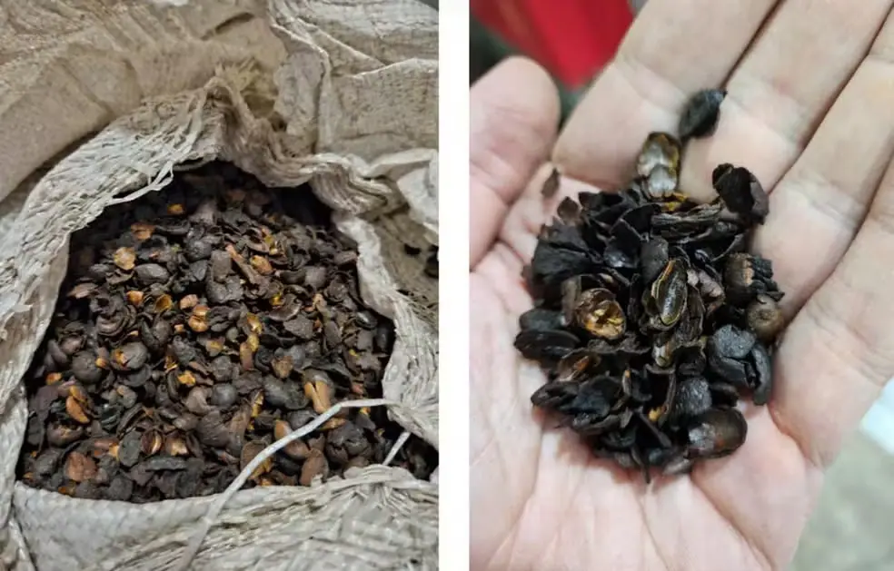 Matéria-prima apreendida pelo Ministério do Agricultura em estabelecimentos que produzem 'pó sabor café' | Foto: Ministério da Agricultura/Divulgação