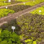 plantação de alface