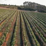 Vinhos Uvas Fazenda