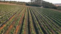 Vinhos Uvas Fazenda