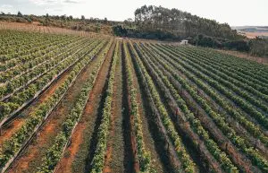 Vinhos Uvas Fazenda