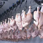 brasil frango