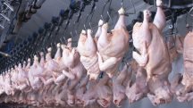 brasil frango