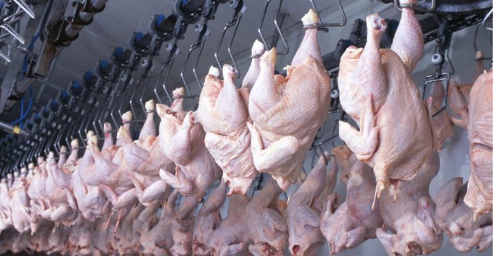 brasil frango