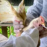 A Agência de Defesa Agropecuária do Estado do Pará (Adepará) está realizando a coleta de amostras de material biológico de aves da avicultura comercial, em alusão à nota sobre a China suspender a compra de frango brasileiro