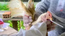 A Agência de Defesa Agropecuária do Estado do Pará (Adepará) está realizando a coleta de amostras de material biológico de aves da avicultura comercial, em alusão à nota sobre a China suspender a compra de frango brasileiro