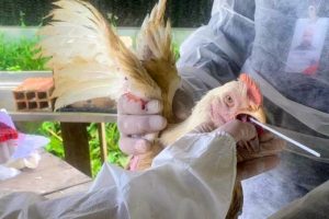 A Agência de Defesa Agropecuária do Estado do Pará (Adepará) está realizando a coleta de amostras de material biológico de aves da avicultura comercial, em alusão à nota sobre a China suspender a compra de frango brasileiro