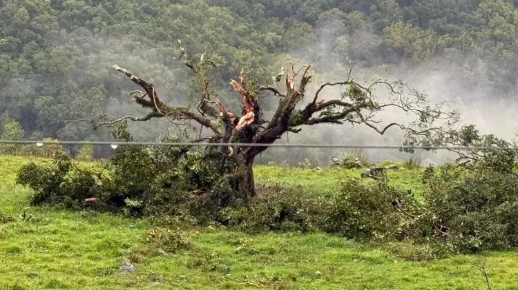 Árvore destruída depois da passagem do tornado pela cidade de Erval Grande (RS)