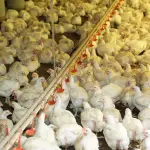 Avicultura