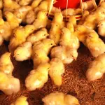 Avicultura