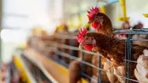 Exportação de frango para a União Europeia: restrição compromete pelo menos 7% dos embarques | Foto: Reprodução/Twitter/X