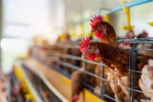 Exportação de frango para a União Europeia: restrição compromete pelo menos 7% dos embarques | Foto: Reprodução/Twitter/X