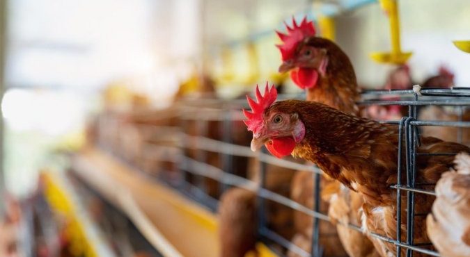 Exportação de frango para a União Europeia: restrição compromete pelo menos 7% dos embarques | Foto: Reprodução/Twitter/X