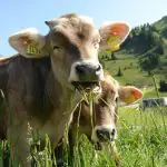 Existe uma relação entre a nutrição animal e a redução da emissão de gases | Foto: Reprodução/SnappyGoat