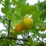 A cagaita tem atraído a atenção de pequenas indústrias alimentícias de Minas Gerais | Foto: Reprodução/Wikimedia Commons