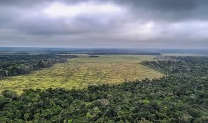 O estudo que analisou esse impacto ambiental considerou três cenários distintos para projetar o desmatamento causado pela mineração dos minerais utilizados nas baterias de carros elétricos | Foto: Divulgação/Polícia Federal