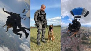 Cão policial foi primeiro a saltar de paraquedas em Boituva (SP) | Foto: Reprodução/Secretaria de Segurança Pública de São Paulo