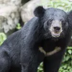 Na semana passada, a família da vítima expressou preocupação às autoridades dos Estados Unidos sobre a presença dos animais que rondavam a vizinhança | Foto: Jcomp/Freepik
