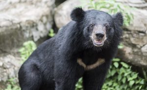 Na semana passada, a família da vítima expressou preocupação às autoridades dos Estados Unidos sobre a presença dos animais que rondavam a vizinhança | Foto: Jcomp/Freepik