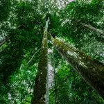 Floresta Amazônica