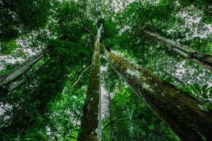 Floresta Amazônica