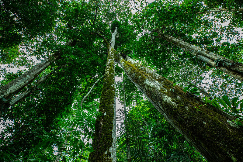 Floresta Amazônica