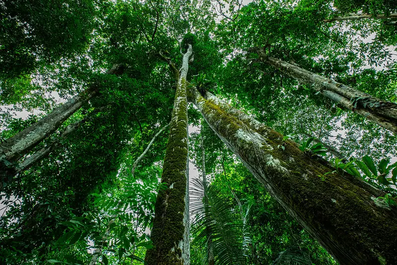 Floresta Amazônica