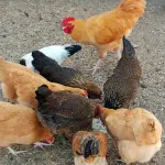 Gripe aviária