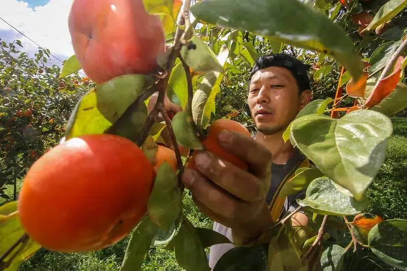 Variedades como Fuyu e Rama Forte são cultivadas em centenas de propriedades e movimentam a economia rural paulista