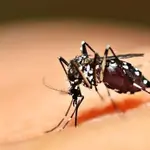 OMS destaca gravidade do problema no Brasil: febre amarela expande para áreas fora da Amazônia, como o Estado de São Paulo | Foto: Reprodução/Redes sociais