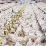 Medida de emergência no RS: objetivo é impedir que o risco de contaminação se alastre pelo Estado | Foto: Divulgação/Ministério da Agricultura