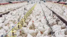 Medida de emergência no RS: objetivo é impedir que o risco de contaminação se alastre pelo Estado | Foto: Divulgação/Ministério da Agricultura