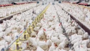 Medida de emergência no RS: objetivo é impedir que o risco de contaminação se alastre pelo Estado | Foto: Divulgação/Ministério da Agricultura
