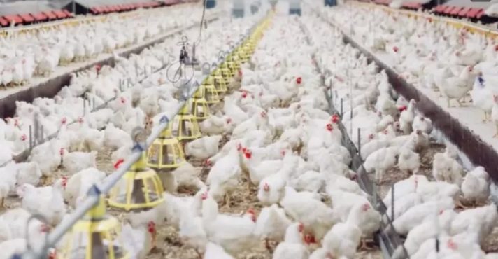 Medida de emergência no RS: objetivo é impedir que o risco de contaminação se alastre pelo Estado | Foto: Divulgação/Ministério da Agricultura