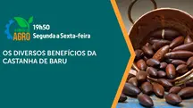 a força do agro - 16052025 - castanhas de baru