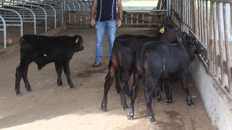 Bezerros geneticamente modificados | Foto: Embrapa/Divulgação