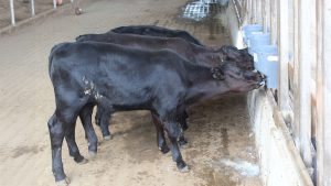 Bezerros geneticamente modificados | Foto: Embrapa/Divulgação