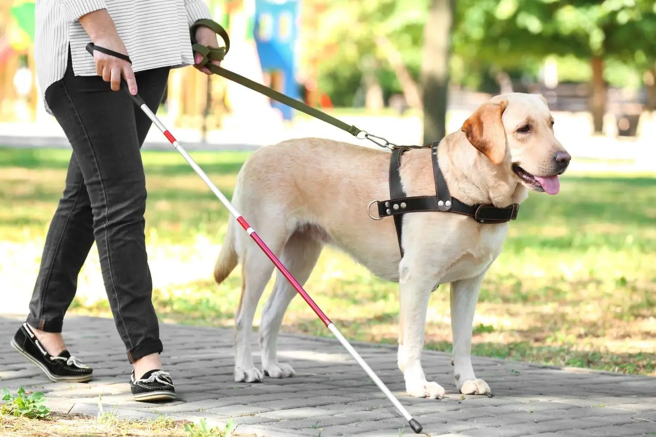 Um cão guia; animais de suporte emocional não recebem o mesmo tipo de treinamento Brasil não tem legislação específica para animais de suporte emocional | Foto: Reprodução/Redes sociais