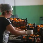 Caqui ganha destaque entre produtores pela boa aceitação no mercado internacional