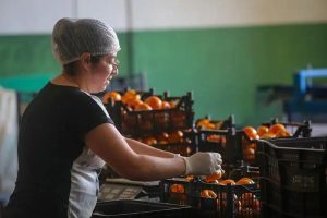 Caqui ganha destaque entre produtores pela boa aceitação no mercado internacional