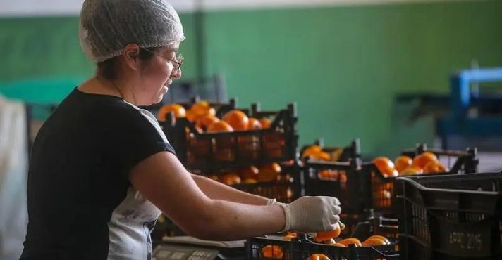 Caqui ganha destaque entre produtores pela boa aceitação no mercado internacional