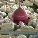 O governo do RS informa à população que o consumo de frango está liberado