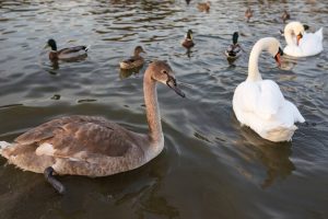 Patos e cisnes em lago; caso de gripe aviária foi registrado em Montenegro (RS), a poucos quilômetros do zoológico | Foto: Reprodução/Redes sociais